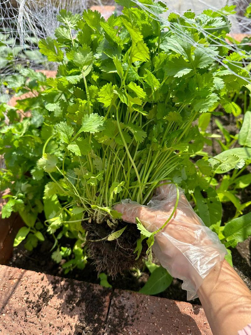 芫荽如何种植，芫荽怎么种植出的快？-第6张图片-优品飞百科