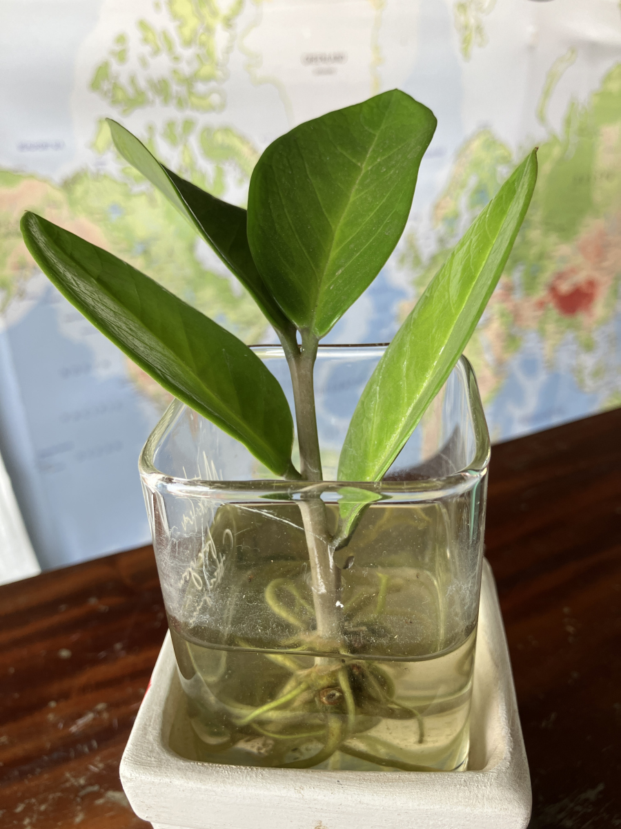 绿萝几月份扦插比较好？绿萝怎样扦插生根快？