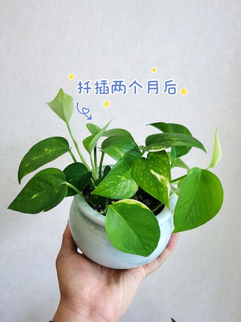 绿萝几月份扦插比较好?绿萝怎样扦插生根快?-第2张图片-优品飞百科 绿萝几月份扦插比较好?绿萝怎样扦插生根快?-第2张图片-优品飞百科