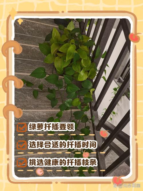 绿萝几月份扦插比较好?绿萝怎样扦插生根快?-第3张图片-优品飞百科 绿萝几月份扦插比较好?绿萝怎样扦插生根快?-第3张图片-优品飞百科