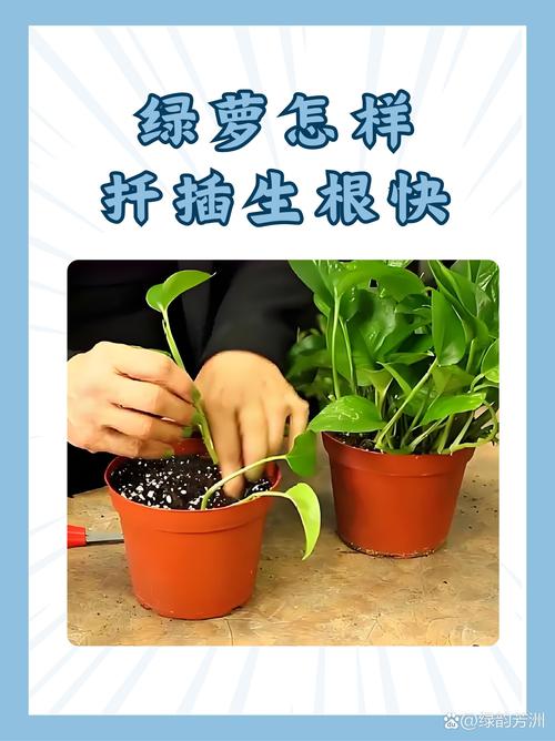 绿萝几月份扦插比较好?绿萝怎样扦插生根快?-第6张图片-优品飞百科 绿萝几月份扦插比较好?绿萝怎样扦插生根快?-第6张图片-优品飞百科