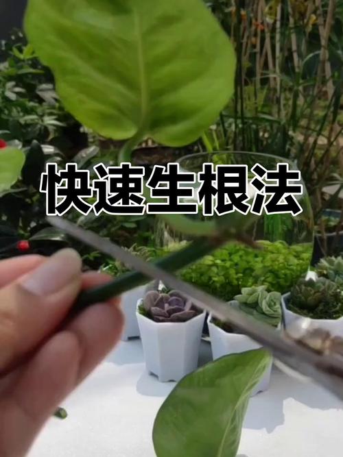 绿萝几月份扦插比较好?绿萝怎样扦插生根快?-第7张图片-优品飞百科 绿萝几月份扦插比较好?绿萝怎样扦插生根快?-第7张图片-优品飞百科