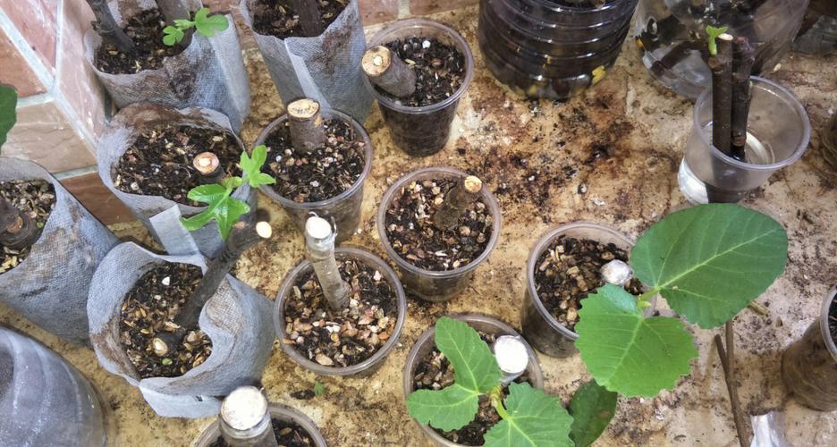 无花果水培多久生根,无花果水培多久生根发芽-第1张图片-优品飞百科 无花果水培多久生根,无花果水培多久生根发芽-第1张图片-优品飞百科