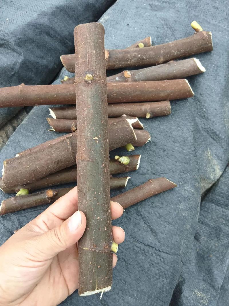 无花果水培多久生根,无花果水培多久生根发芽-第2张图片-优品飞百科 无花果水培多久生根,无花果水培多久生根发芽-第2张图片-优品飞百科