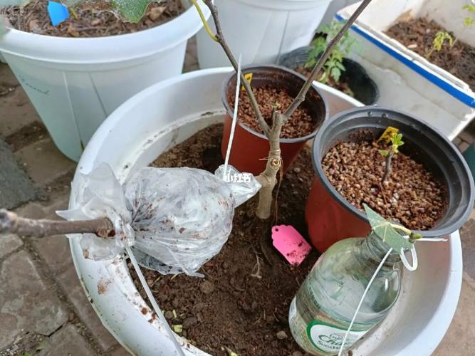 无花果水培多久生根,无花果水培多久生根发芽-第4张图片-优品飞百科 无花果水培多久生根,无花果水培多久生根发芽-第4张图片-优品飞百科