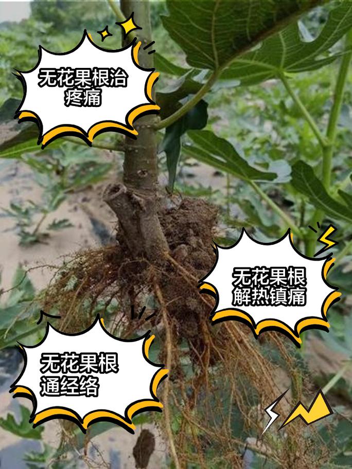 无花果水培多久生根,无花果水培多久生根发芽-第5张图片-优品飞百科 无花果水培多久生根,无花果水培多久生根发芽-第5张图片-优品飞百科