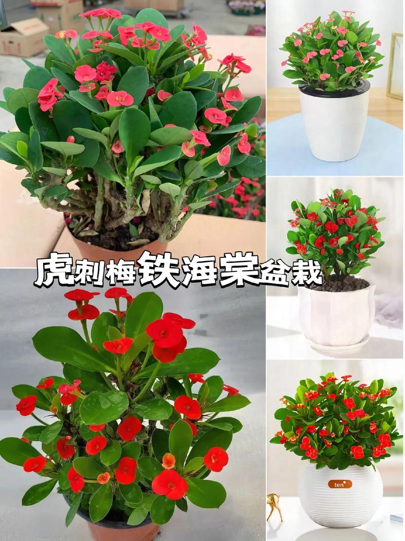 铁海棠怎么养?铁海棠怎么养殖方法?-第1张图片-优品飞百科 铁海棠怎么养?铁海棠怎么养殖方法?-第1张图片-优品飞百科