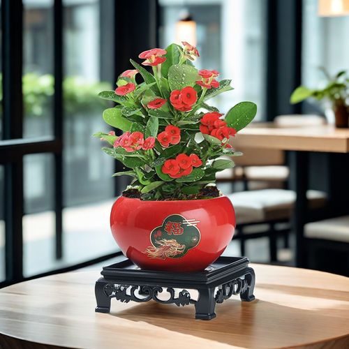 铁海棠怎么养?铁海棠怎么养殖方法?-第2张图片-优品飞百科 铁海棠怎么养?铁海棠怎么养殖方法?-第2张图片-优品飞百科