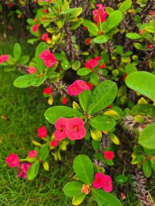 铁海棠怎么养?铁海棠怎么养殖方法?-第3张图片-优品飞百科 铁海棠怎么养?铁海棠怎么养殖方法?-第3张图片-优品飞百科