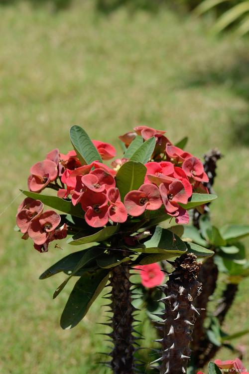 铁海棠怎么养?铁海棠怎么养殖方法?-第4张图片-优品飞百科 铁海棠怎么养?铁海棠怎么养殖方法?-第4张图片-优品飞百科