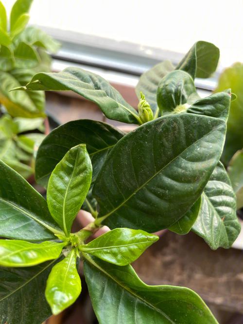 绿萝栀子...这么养，绿箩yooz