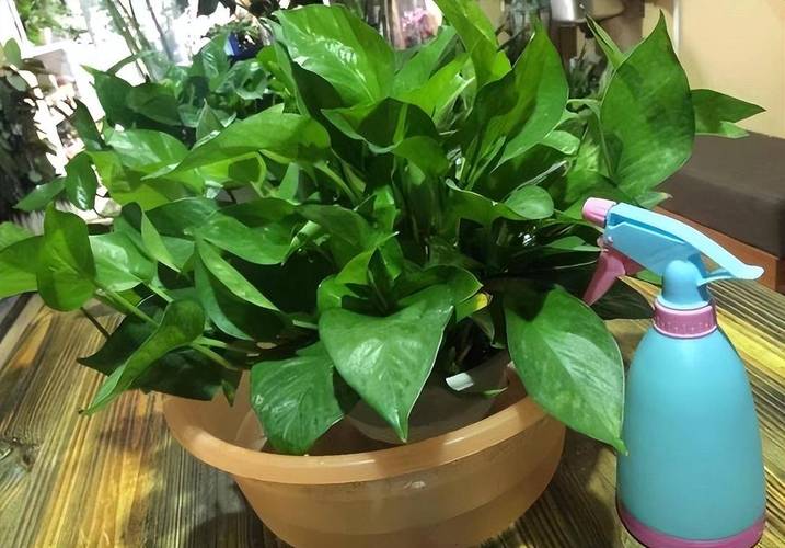 绿萝栀子...这么养，绿箩yooz-第2张图片-优品飞百科