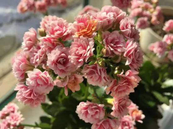 绿萝栀子...这么养，绿箩yooz-第3张图片-优品飞百科