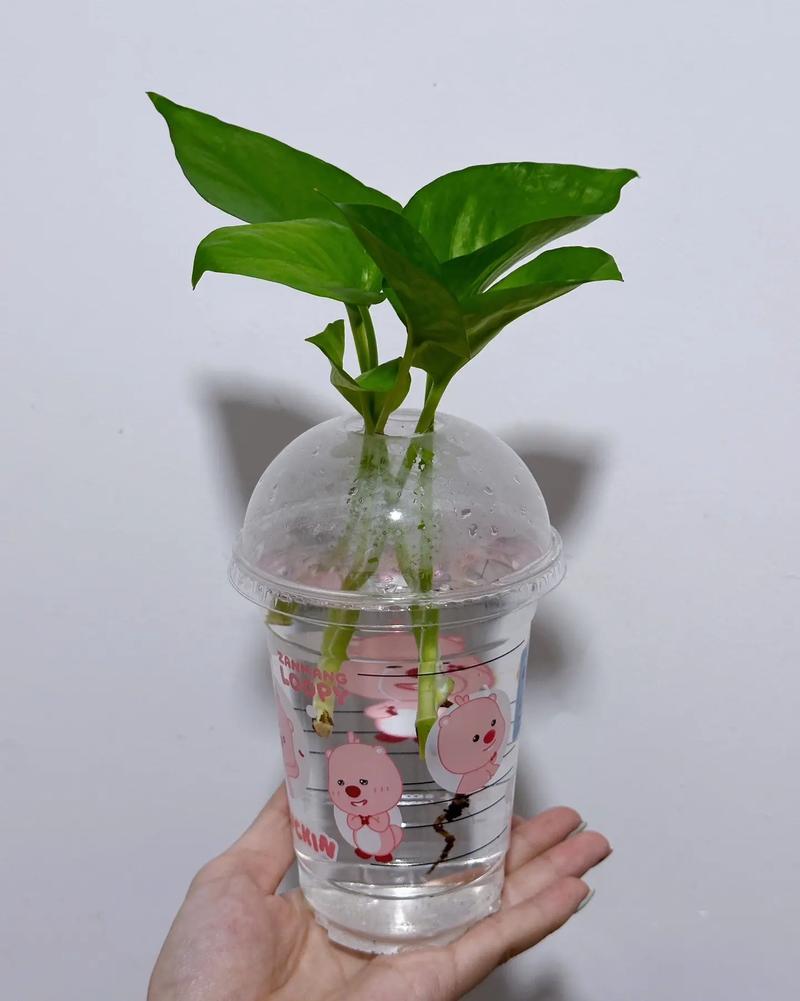 绿萝栀子...这么养，绿箩yooz-第4张图片-优品飞百科