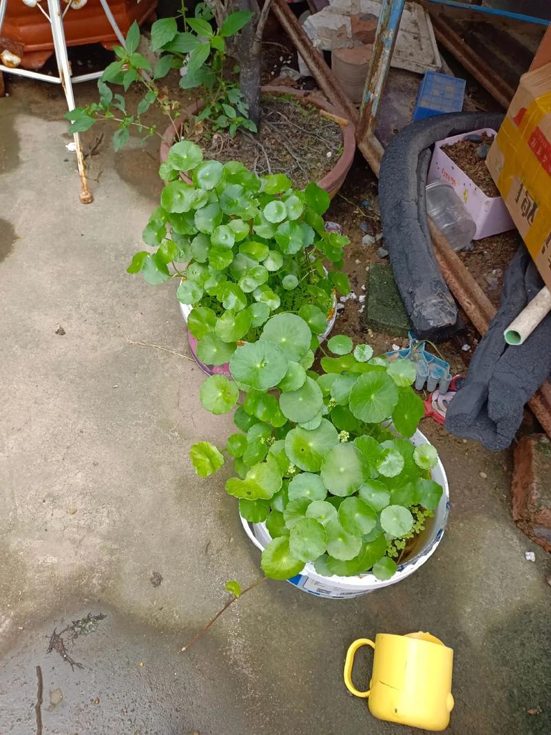 绿萝栀子...这么养，绿箩yooz-第5张图片-优品飞百科
