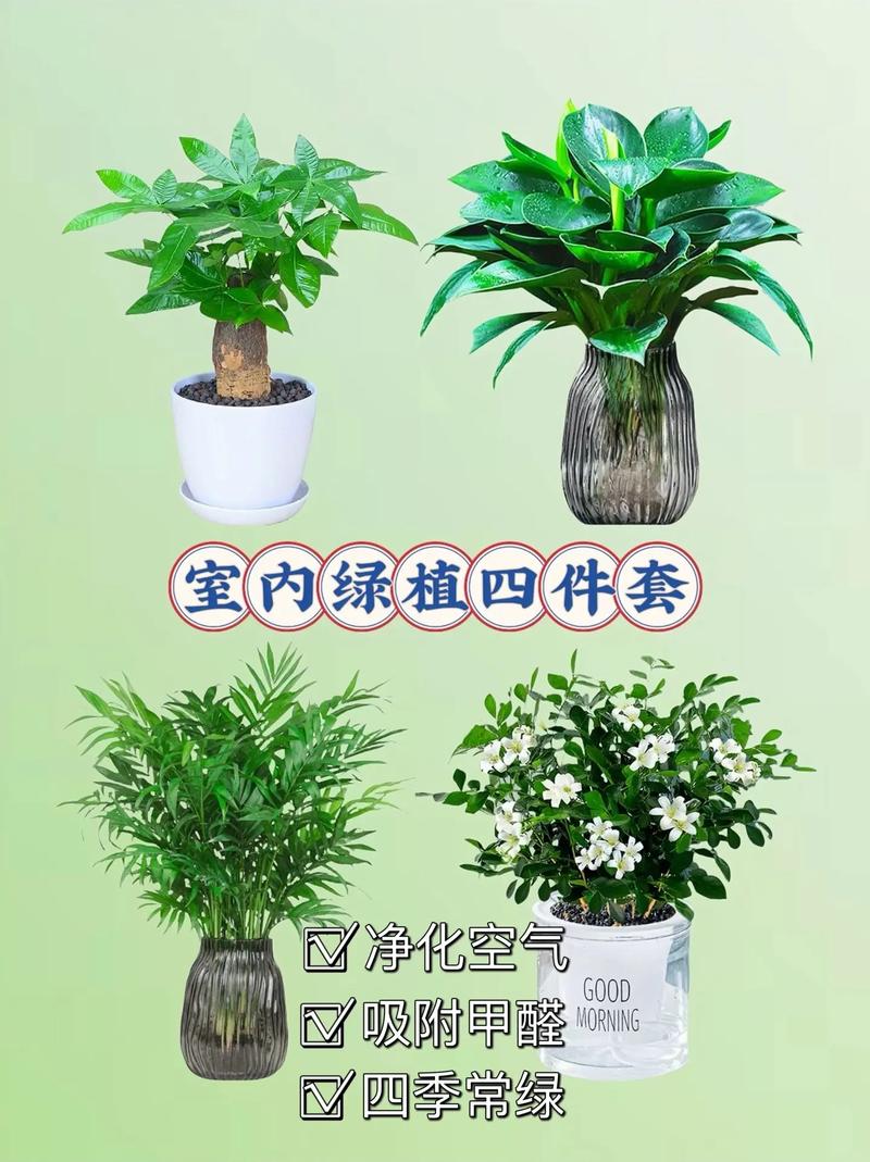 绿萝栀子...这么养，绿箩yooz-第7张图片-优品飞百科