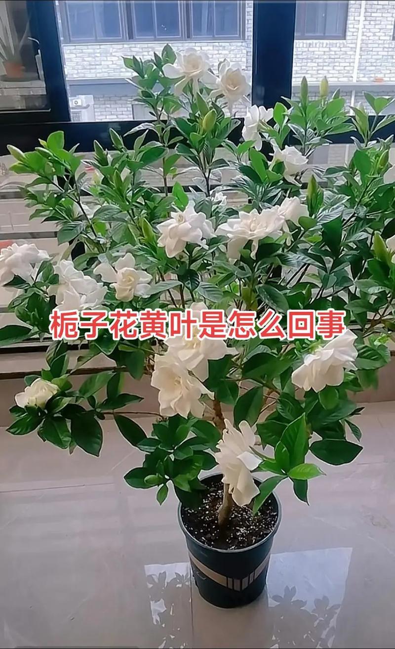 绿萝栀子...这么养，绿箩yooz-第8张图片-优品飞百科