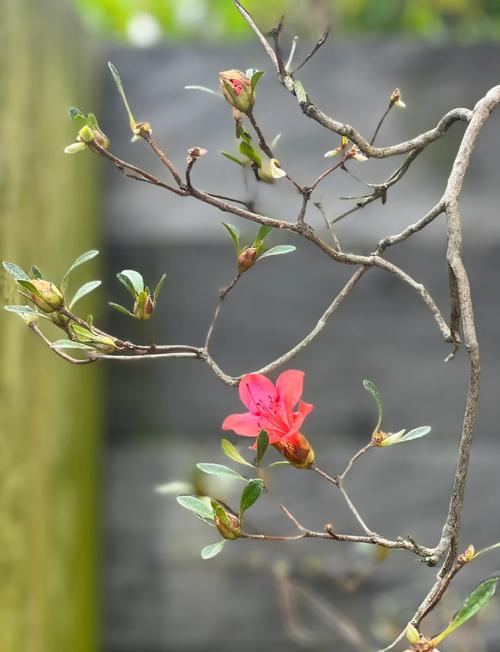 迎春花怎么摘心，迎春花摘心是什么时间-第1张图片-优品飞百科