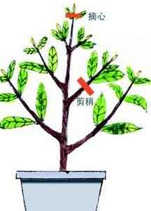 迎春花怎么摘心，迎春花摘心是什么时间-第2张图片-优品飞百科