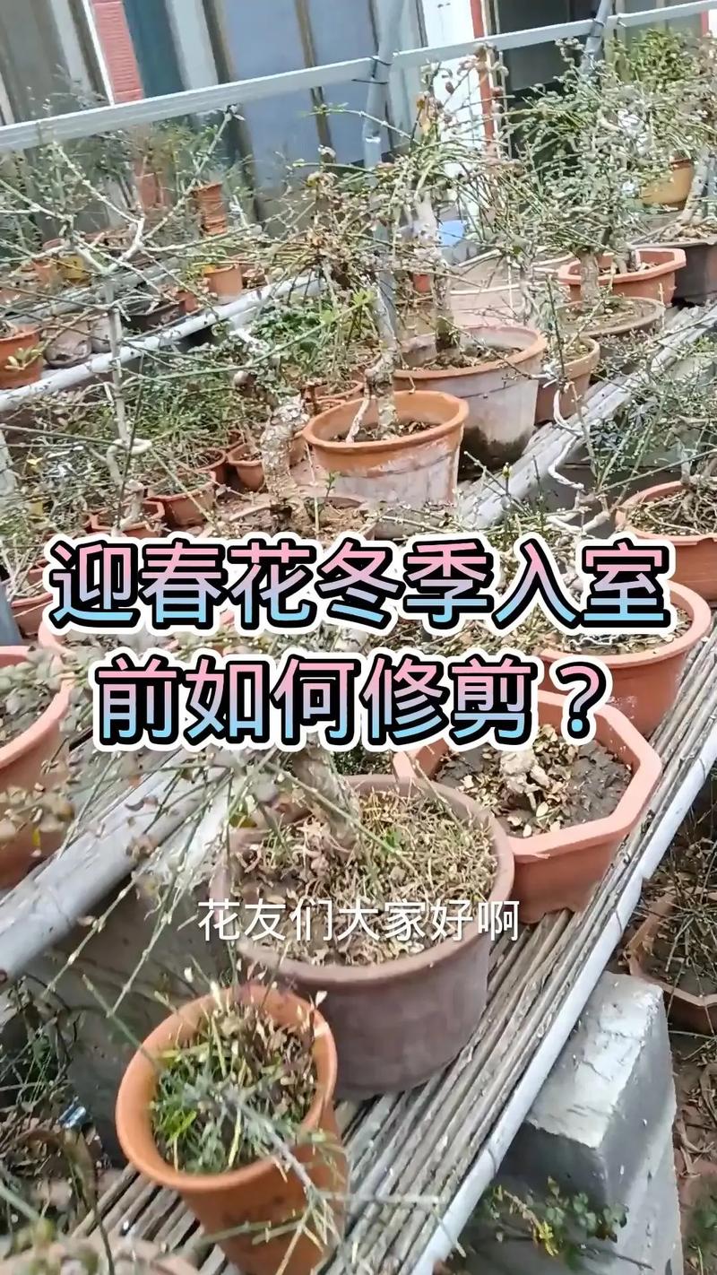 迎春花怎么摘心，迎春花摘心是什么时间-第3张图片-优品飞百科