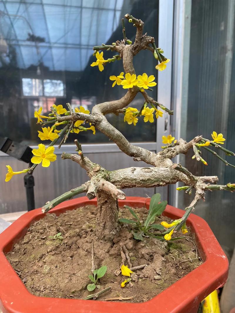 迎春花怎么摘心，迎春花摘心是什么时间-第5张图片-优品飞百科