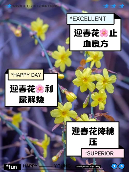 迎春花怎么摘心，迎春花摘心是什么时间-第6张图片-优品飞百科