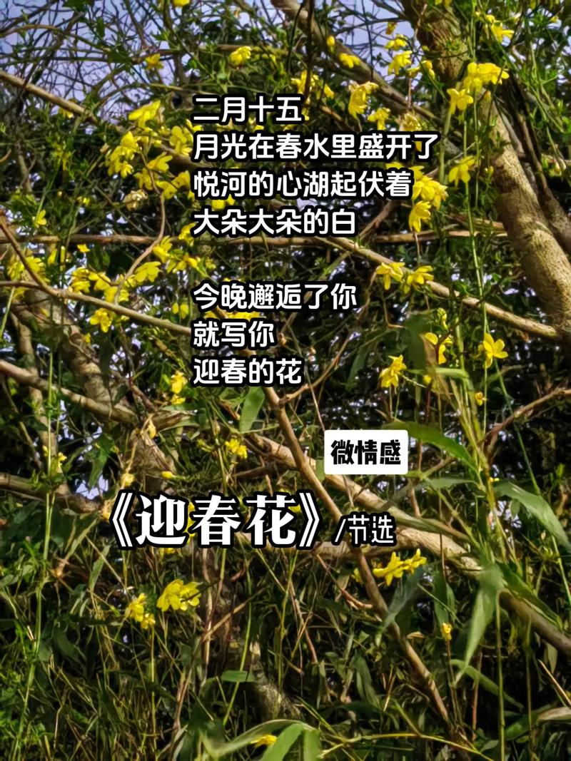 迎春花怎么摘心，迎春花摘心是什么时间-第7张图片-优品飞百科