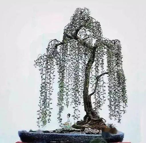 对节白蜡怎么种植，对节白蜡育苗技术