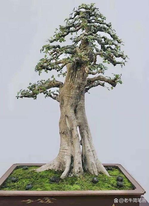 对节白蜡怎么种植，对节白蜡育苗技术-第3张图片-优品飞百科