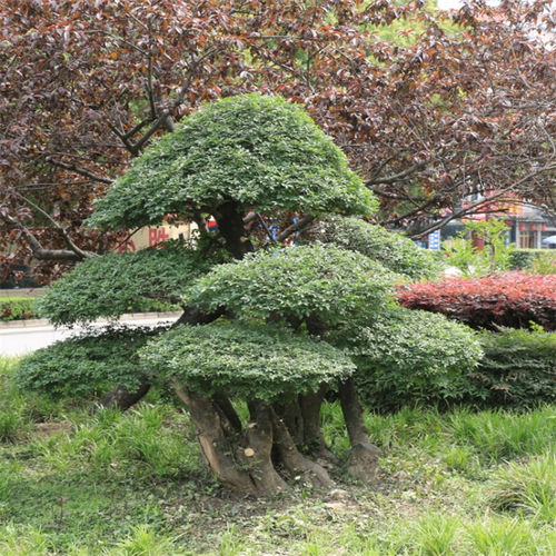 对节白蜡怎么种植，对节白蜡育苗技术-第5张图片-优品飞百科