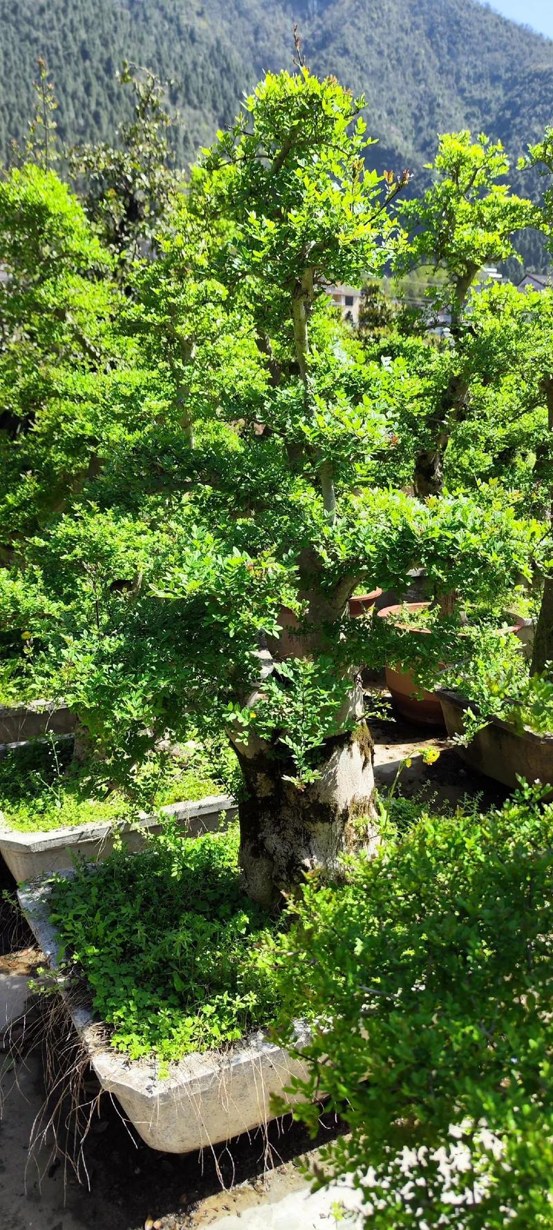 对节白蜡怎么种植，对节白蜡育苗技术-第6张图片-优品飞百科