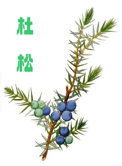 杜松种子怎么种？杜松子种植？-第1张图片-优品飞百科