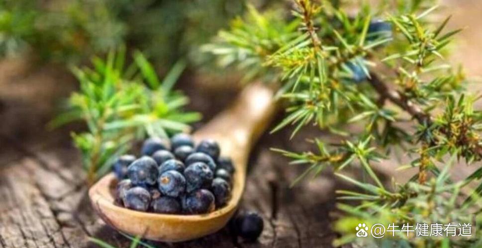 杜松种子怎么种？杜松子种植？-第3张图片-优品飞百科