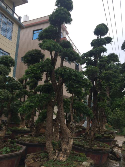 杜松种子怎么种？杜松子种植？-第4张图片-优品飞百科