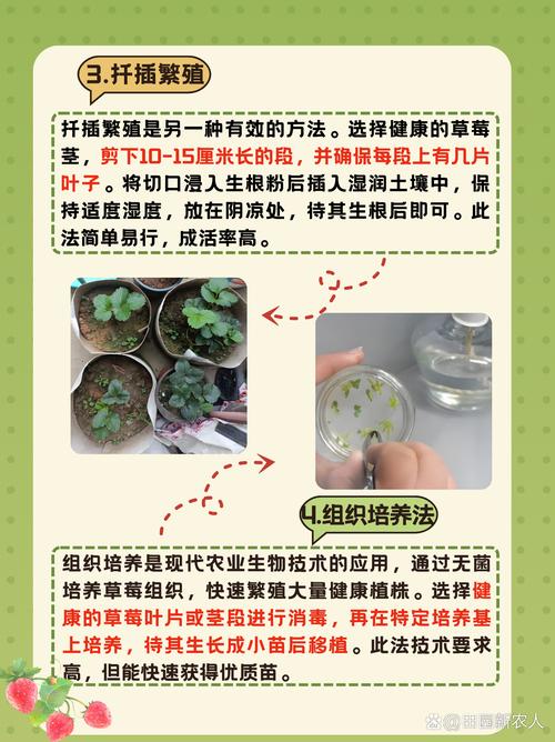 杜松种子怎么种？杜松子种植？-第6张图片-优品飞百科