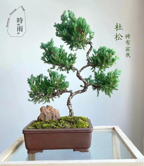 杜松种子怎么种？杜松子种植？-第8张图片-优品飞百科