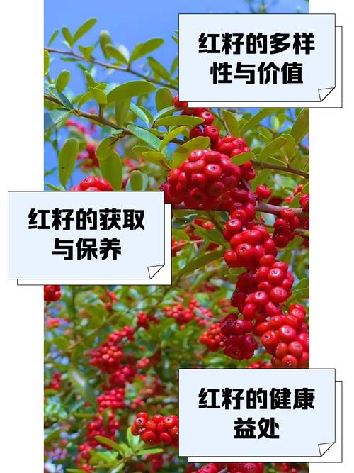 一串红有种子吗，一串红是植物吗？