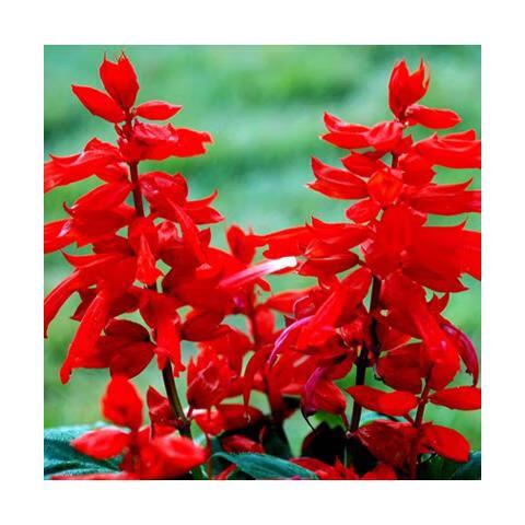 一串红有种子吗,一串红是植物吗?-第2张图片-优品飞百科 一串红有种子吗,一串红是植物吗?-第2张图片-优品飞百科