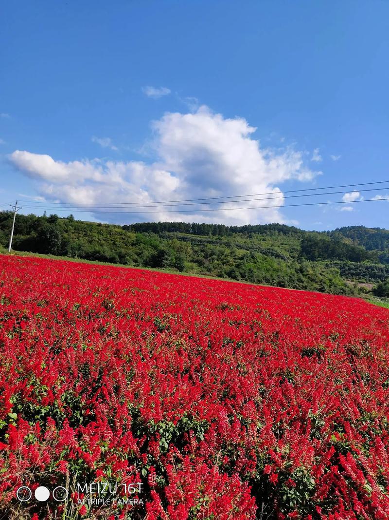 一串红有种子吗,一串红是植物吗?-第3张图片-优品飞百科 一串红有种子吗,一串红是植物吗?-第3张图片-优品飞百科