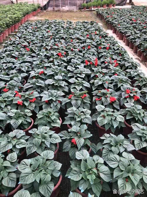 一串红有种子吗,一串红是植物吗?-第4张图片-优品飞百科 一串红有种子吗,一串红是植物吗?-第4张图片-优品飞百科