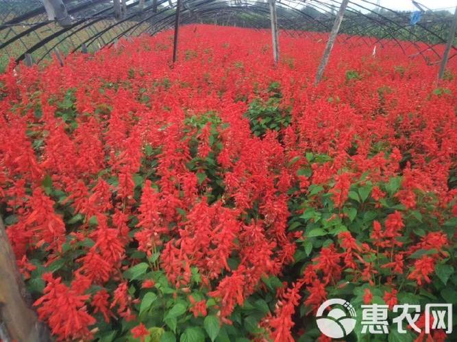 一串红有种子吗,一串红是植物吗?-第6张图片-优品飞百科 一串红有种子吗,一串红是植物吗?-第6张图片-优品飞百科