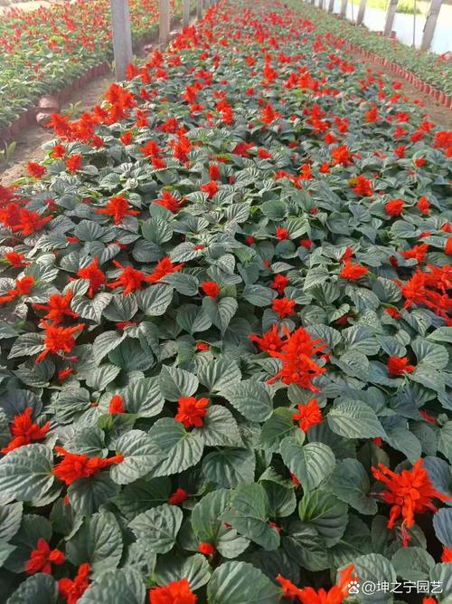 一串红有种子吗,一串红是植物吗?-第5张图片-优品飞百科 一串红有种子吗,一串红是植物吗?-第5张图片-优品飞百科