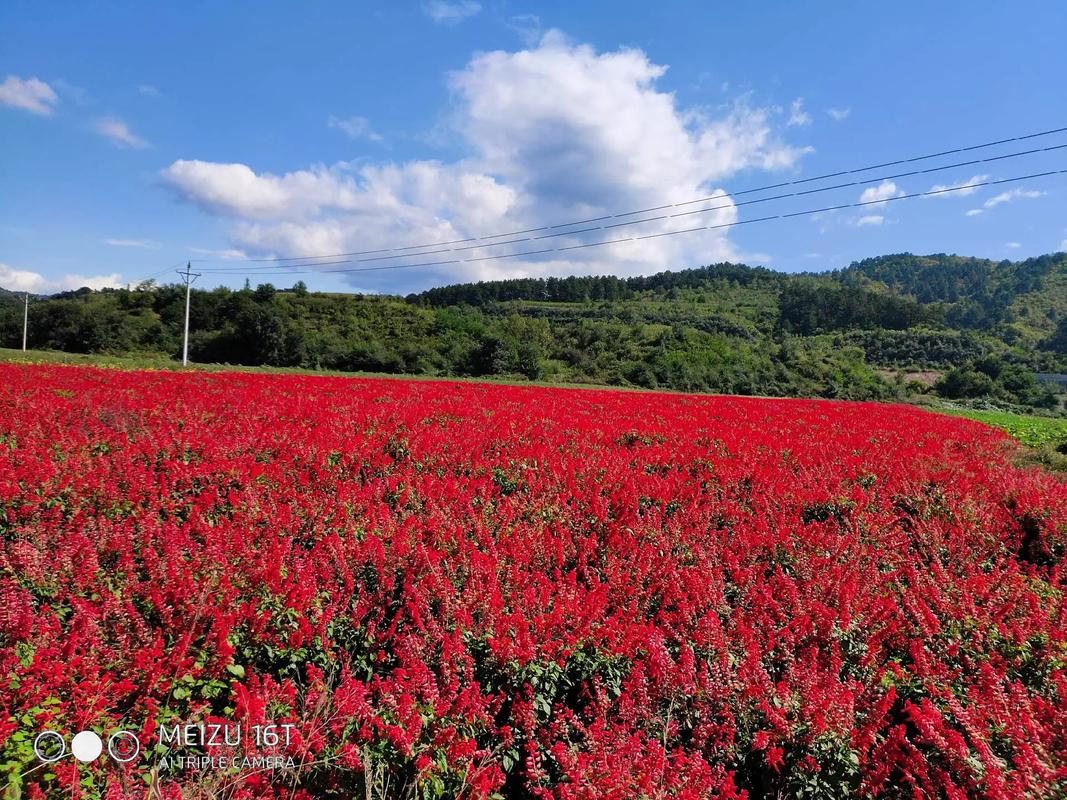 一串红有种子吗,一串红是植物吗?-第8张图片-优品飞百科 一串红有种子吗,一串红是植物吗?-第8张图片-优品飞百科