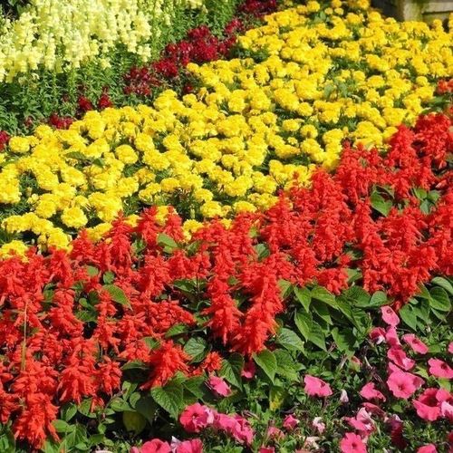 一串红有种子吗,一串红是植物吗?-第7张图片-优品飞百科 一串红有种子吗,一串红是植物吗?-第7张图片-优品飞百科