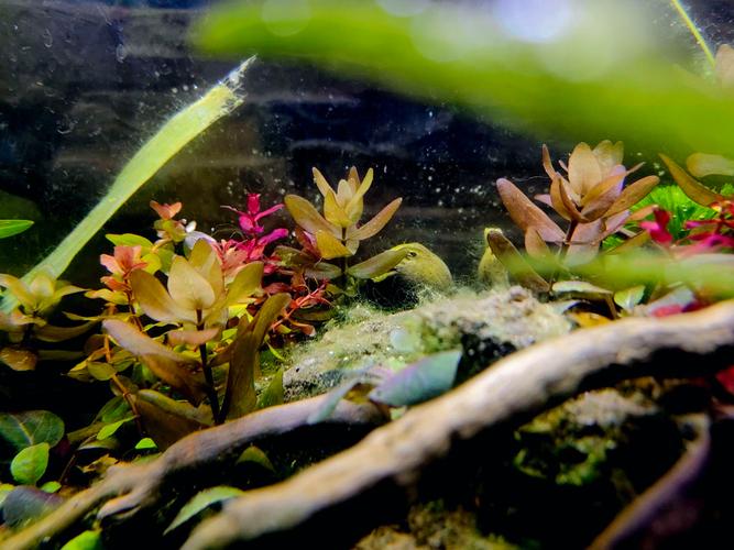 趴地矮珍珠怎么长得快？趴地矮珍珠怎么往高长,不趴地？