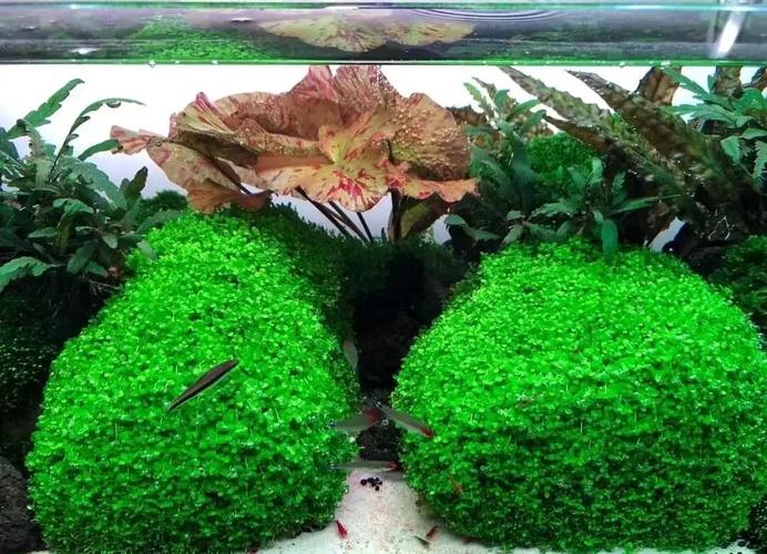 趴地矮珍珠怎么长得快?趴地矮珍珠怎么往高长,不趴地?-第2张图片-优品飞百科 趴地矮珍珠怎么长得快?趴地矮珍珠怎么往高长,不趴地?-第2张图片-优品飞百科