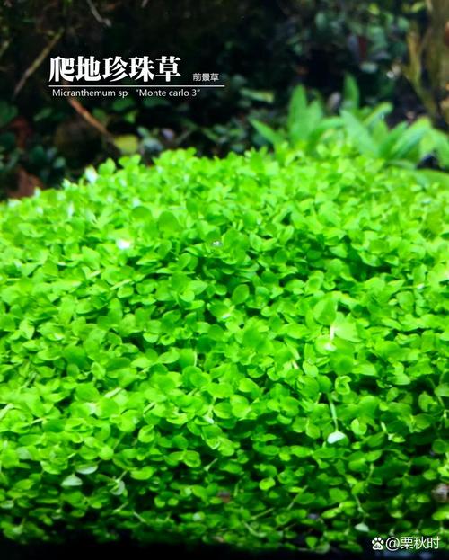 趴地矮珍珠怎么长得快?趴地矮珍珠怎么往高长,不趴地?-第3张图片-优品飞百科 趴地矮珍珠怎么长得快?趴地矮珍珠怎么往高长,不趴地?-第3张图片-优品飞百科