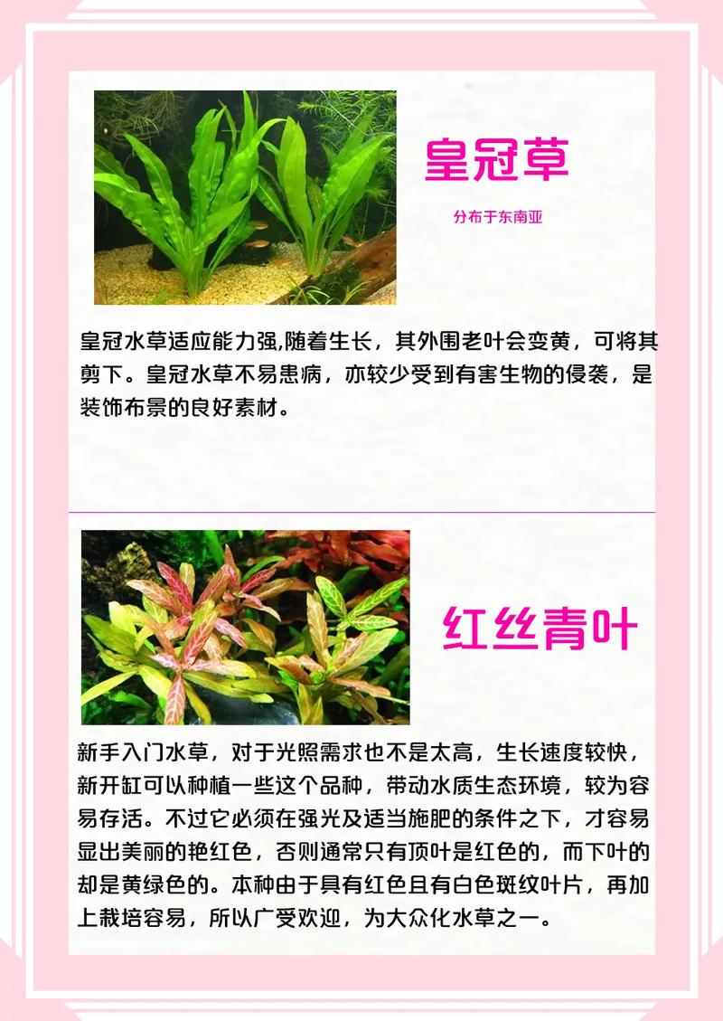 趴地矮珍珠怎么长得快?趴地矮珍珠怎么往高长,不趴地?-第4张图片-优品飞百科 趴地矮珍珠怎么长得快?趴地矮珍珠怎么往高长,不趴地?-第4张图片-优品飞百科