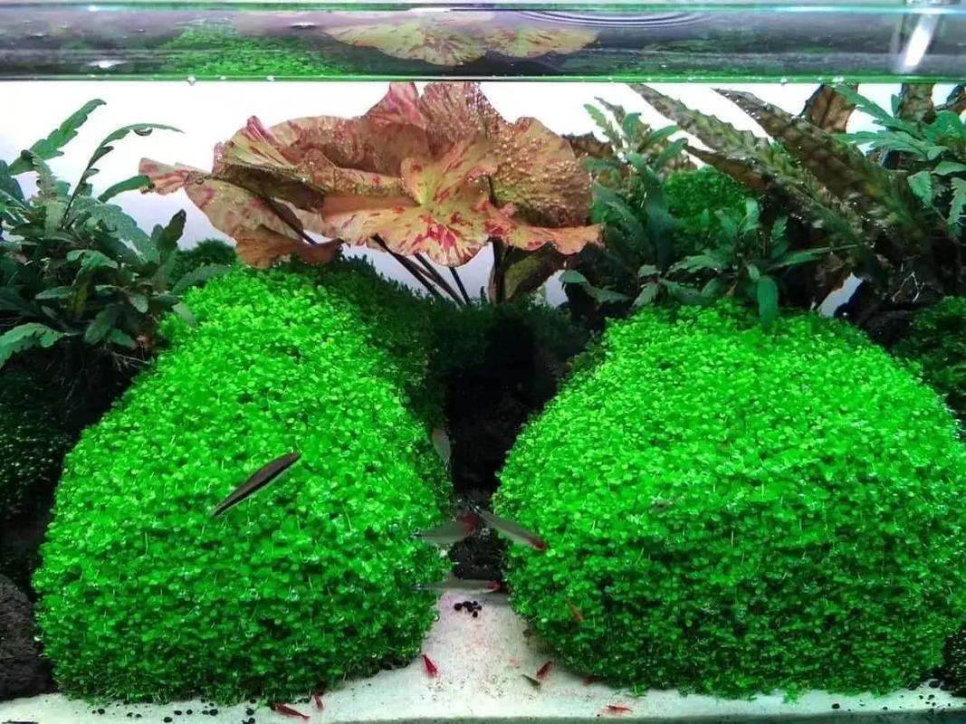 趴地矮珍珠怎么长得快?趴地矮珍珠怎么往高长,不趴地?-第5张图片-优品飞百科 趴地矮珍珠怎么长得快?趴地矮珍珠怎么往高长,不趴地?-第5张图片-优品飞百科