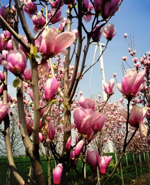 白玉兰种子育苗方法?白玉兰种子怎么催芽?-第1张图片-优品飞百科 白玉兰种子育苗方法?白玉兰种子怎么催芽?-第1张图片-优品飞百科